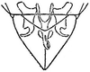 Subgenital plate: !! display not done !! on Excultanus excultus (Uhler, 1877): genital capsule, ventrally. (Observation).