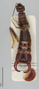 CollectionObject 2007172; 3f881aed-29d9-4272-aeea-af17cf7b3a36, CASTYPE CASTYPE15706: Austroblandex bituberculatus, holotype male, dorsal view. Available at https://monarch.calacademy.org/collections/individual/index.php?occid=2509255&clid=0. (CollectionObject).