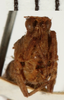 CollectionObject 1529938; NHRS NRM-ORTH 13119, 4cdaabfa-d1b6-4e05-8087-a1922bcdb00a: male, frontal view (paralectotype). (CollectionObject).