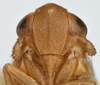 Head: !! display not done !! on Delphacinus mesomela (Boheman, 1850): (Observation).