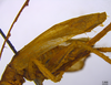 CollectionObject 1542648; 7a0518d1-ebde-45b1-ab57-e75c21cd8fa7, DEES 10150: Female tegmina, lateral view (holotype). (CollectionObject).