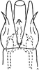 Subgenital plate: !! display not done !! on Dikrella (Dikrella) cockerellii (Gillette, 1895): Subgenital plates. (Observation).