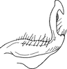 Stylus on Aphilaenus ikumae (Matsumura, 1915): Stylus. (Observation).