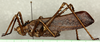 CollectionObject 1544656; e7dff819-f0b1-4d44-a3e8-603d77506e57: male, lateral view. (CollectionObject).
