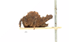 CollectionObject 1567901; f9568c08-9d49-47ce-a5ed-3332bc46c383: male, lateral view (paratype). (CollectionObject).