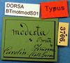 CollectionObject 1500704; 63d20315-c333-43f0-bbbc-aba4c7d4d45b: labels (holotype). (CollectionObject).