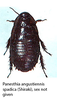 Panesthia angustipennis spadica (Shiraki, 1906): (Otu).