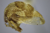 Habitus, lateral view on Cyrtolobus celsus Van Duzee, 1916: (Observation).