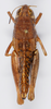 CollectionObject 1535848; 1c59940d-b829-46b1-9bf3-8d9c2df4ac33: female, dorsal view. (CollectionObject).