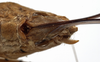 CollectionObject 1529702; cbf8622a-78d1-4659-a22a-24ff7e6ae02a: female subgenital plate (holotype). (CollectionObject).