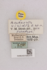 CollectionObject 2076640; 9d417894-f165-443c-a3c8-3e32abc5f08c, NHMUK015982476: labels (paratype). (CollectionObject).