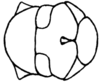 Stereotettix paralogistes Rehn, 1906: Fig. 34D. male sternum. (Otu).