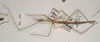 CollectionObject 1559635; 25dee358-f54f-42b4-9a3e-4094dbc8bfa4: copyright OUMNH. Bacillus gramineus male (holotype). (CollectionObject).