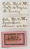 CollectionObject 1564226; NMW 4801, 4563f76e-c546-4649-b48a-dad1d505a1a2: labels (syntype). (CollectionObject).