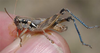 male. Depicts Melanoplus aridus (Scudder, 1878), an Otu.