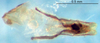 CollectionObject 1505348; 6506ead9-1b83-451d-b782-5f3d25e390c3: phallic complex (holotype). (CollectionObject).