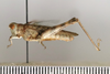 CollectionObject 1593076; 0393c1c0-9b88-4694-bacc-2f1fc987a9c5: male, lateral view (allotype). (CollectionObject).