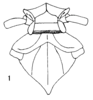 Habitus, dorsal view: (Observation).