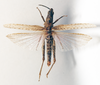 CollectionObject 1540708; 6079f71d-31aa-4742-bba9-75394cc9b710: female, dorsal view (neotype). (CollectionObject).