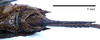 CollectionObject 1532071; fdbcf561-3b7a-40b7-a12a-873c015467af: female tip of abdomen, ventral view (syntype). (CollectionObject).