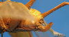 CollectionObject 1538335; DORSA ATmiclanS01, 391e663d-acfd-4591-8294-d6c74f3f342f: ovipositor (syntype?). (CollectionObject).