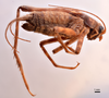 CollectionObject 1538203; e6f98e22-125d-4cb4-a4b1-cfdf41af46f6: male, lateral view (holotype). (CollectionObject).
