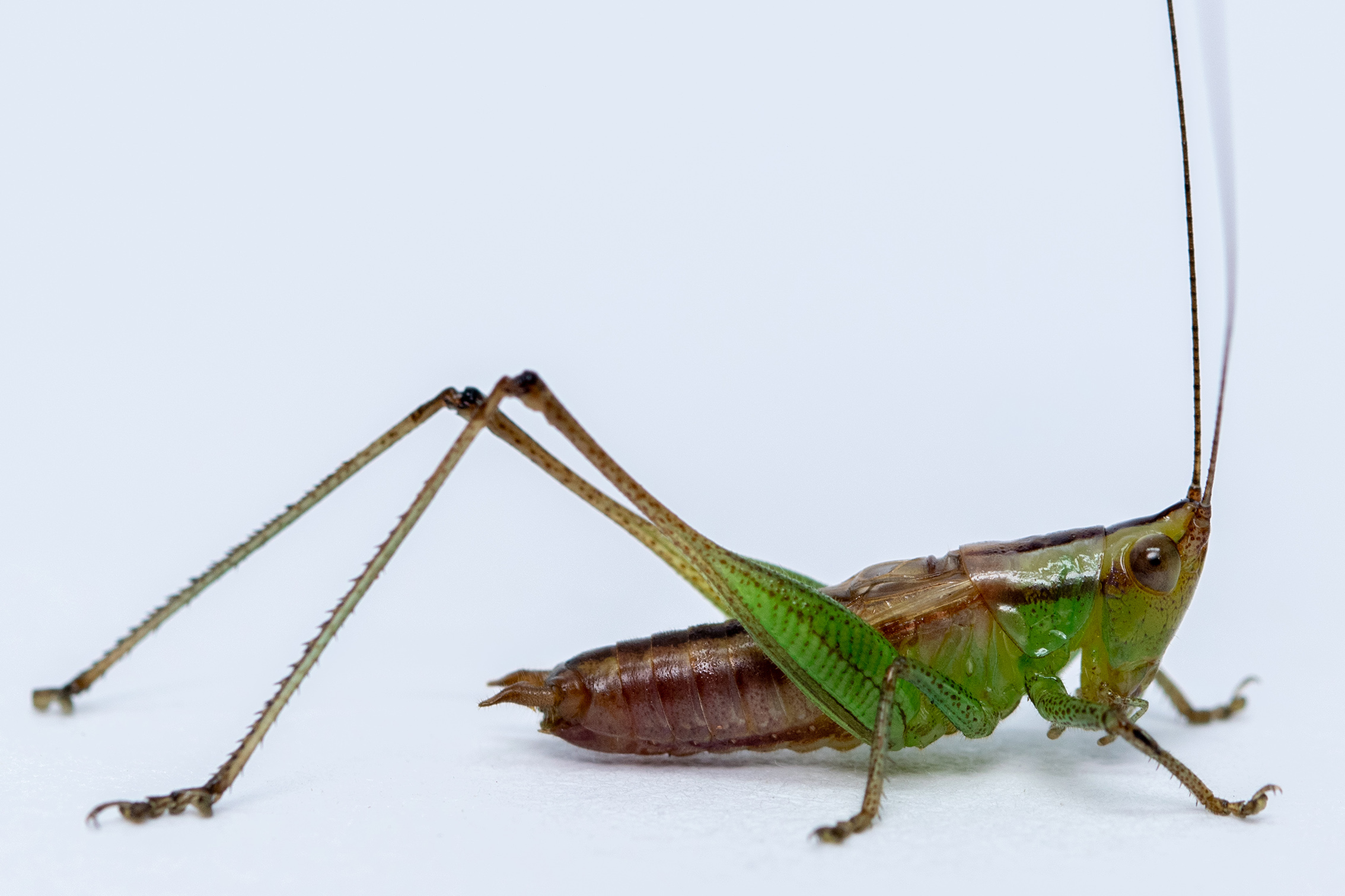 Orthoptera Species File - Conocephalus (Anisoptera) truncatus ...