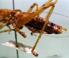 CollectionObject 1503228; MBBJ 3224789, 44a5079a-0834-4192-860d-eff8e06dc00a: male abdominal apex. (CollectionObject).