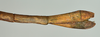 CollectionObject 1561193; e15a0b15-6a04-4cc4-8d19-90d38c185c17: copyright USNM, Washington. (CollectionObject).