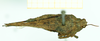 CollectionObject 1586198; 1e5592f7-5e1b-49e6-b767-c44a165d7ed8: female, dorsal view (syntype). (CollectionObject).