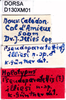 CollectionObject 1505045; ebd6bd3e-3f89-4bec-82ae-f598ca5c8844, DORSA D130XM01: labels (holotype). (CollectionObject).