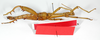 CollectionObject 1562189; 86320c4b-8647-4fb5-886a-18d2f5d195da: copyright ZMB, Berlin. male, ventral view (holotype). (CollectionObject).