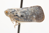 Habitus, lateral view: (Observation).