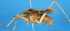 CollectionObject 1537535; 063c652c-4b82-4b3e-bee8-a85e93cdef4c: male, lateral view (allotype of variety sera). (CollectionObject).