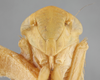 Head: !! display not done !! on Chlorotettix (Chlorotettix) brevidus DeLong, 1937: Head/Face. (Observation).