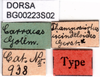 CollectionObject 1501820; 0016f385-546e-41af-af72-19eaf0a8d719: labels (syntype). (CollectionObject).