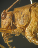 CollectionObject 1564888; a45e9ff3-bd9d-4654-a877-62d9c69fa87f: male head and pronotum, lateral view (paratype). (CollectionObject).