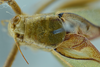 CollectionObject 1532255; c09be688-8ff6-4875-b7be-e5c37fd803ae: male head, pronotum and stridulatory area, dorsal view (holotype). (CollectionObject).