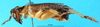 CollectionObject 1502566; 45712ae2-41ae-47f3-8378-137e26f410d6: male, lateral view. (CollectionObject).