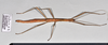 CollectionObject 1597627; fdd90b74-2b40-4d43-9706-b154a0375605: copyright QM. female, dorsal view (holotype). (CollectionObject).