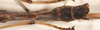 CollectionObject 1560386; 0fb9efea-4152-4ded-892d-cd193e548787: copyright OUMNH. female: end of abdomen, dorsal view (lectotype). (CollectionObject).