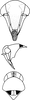 Head: Head, pro-, and mesothorax. (Observation).