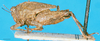CollectionObject 1536153; 834951a4-98e7-40ca-bf45-81b5a82b88b5: female, lateral view. (CollectionObject).