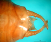 CollectionObject 1502911; e4e58ae3-53e9-41a3-a94a-44dc3106dab6: male cerci. (CollectionObject).