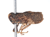 Habitus, lateral view on Docalidia tuberculata Nielson, 1982: (Observation).