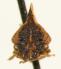 Entylia Germar, 1833: _Entylia carinata_. (Otu).
