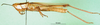 CollectionObject 1501373; 5345fc0f-a785-4145-b42e-ef1a548ee129: male, lateral view (holotype). (CollectionObject).