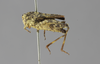 CollectionObject 1523268; af6b222c-eecb-4a17-bec1-168d270d890c: female, lateral view (lectotype of Neotettix rotundafrons). (CollectionObject).