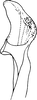 Aedeagus, lateral view: Aedeagus, lateral view. (Observation).