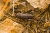 CollectionObject 2738367; b97b35cc-d52f-492a-a55b-b58dc88e86e0: Female. Dorsal view. Caleu, Santiago, Chile. (CollectionObject).